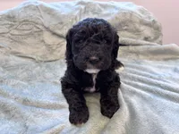 May F1b , a female Labradoodle and Poodle - Standard  for sale in Dunn, NC – Photo 5 of 9