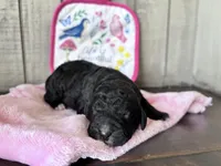 May, a female Labradoodle and Poodle - Standard  for sale in Dunn, NC – Photo 1 of 5