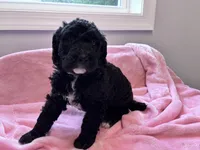 May , a female Labradoodle for sale in Dunn, NC – 8 of 8