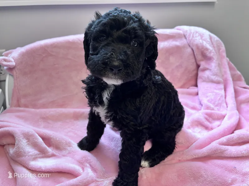 May F1b  – Labradoodle, Poodle - Standard  puppy for sale in Dunn, NC