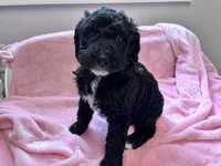 May , a female Labradoodle for sale in Dunn, NC – 1 of 8