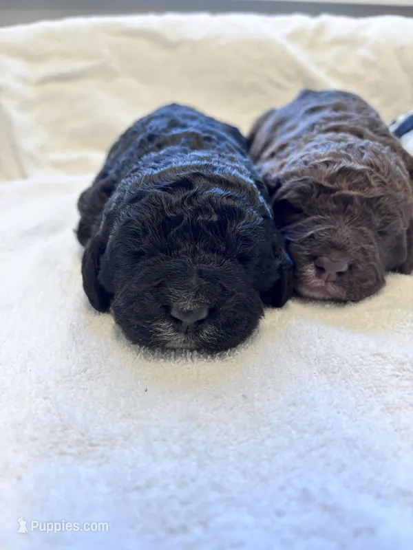 May – Labradoodle, Poodle - Standard  puppy for sale in Dunn, NC