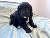 May F1b , a female Labradoodle and Poodle - Standard  for sale in Dunn, NC – Photo 1 of 9