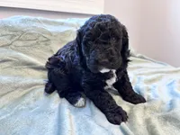 May F1b , a female Labradoodle and Poodle - Standard  for sale in Dunn, NC – Photo 2 of 9