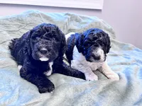 May F1b , a female Labradoodle and Poodle - Standard  for sale in Dunn, NC – Photo 8 of 9