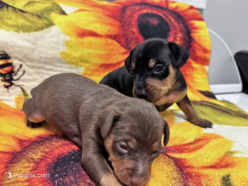 Pepper  – Miniature Pinscher puppy for sale in Dunn, NC