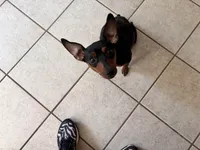 Pepper AKC , a male Miniature Pinscher for sale in Dunn, NC – 8 of 8