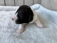 Riddle , a male Labradoodle for sale in Dunn, NC – Photo 2 of 7