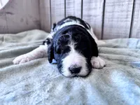 Riddle , a male Labradoodle and Poodle - Standard  for sale in Dunn, NC – 5 of 8
