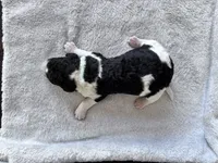 Riddle , a male Labradoodle for sale in Dunn, NC – Photo 6 of 7