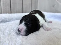 Riddle , a male Labradoodle for sale in Dunn, NC – Photo 4 of 7