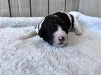 Riddle , a male Labradoodle for sale in Dunn, NC – Photo 5 of 7
