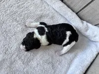 Riddle , a male Labradoodle for sale in Dunn, NC – Photo 7 of 7