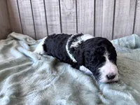 Riddle , a male Labradoodle and Poodle - Standard  for sale in Dunn, NC – 4 of 8