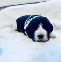 Riddle , a male Labradoodle and Poodle - Standard  for sale in Dunn, NC – 6 of 8