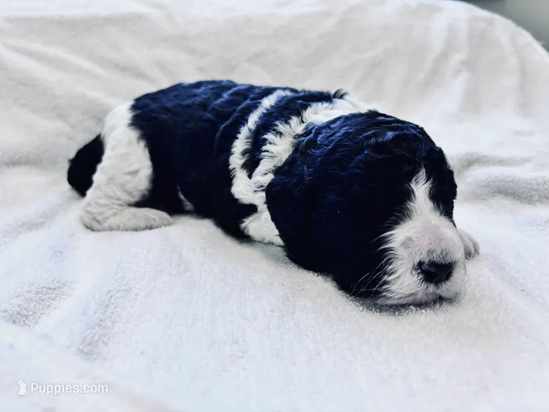 Riddle  – Labradoodle, Poodle - Standard  puppy for sale in Dunn, NC