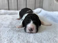Riddle , a male Labradoodle for sale in Dunn, NC – Photo 3 of 7