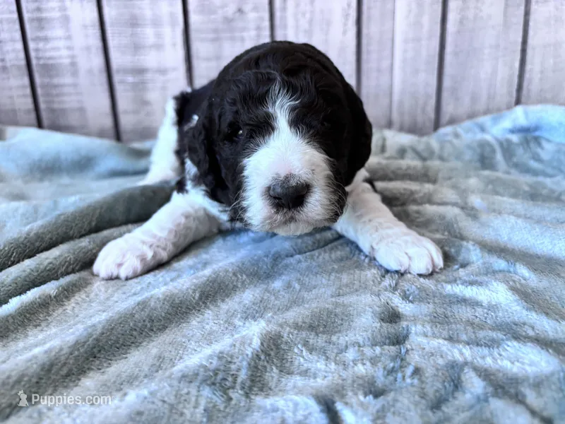 Riddle  – Labradoodle, Poodle - Standard  puppy for sale in Dunn, NC