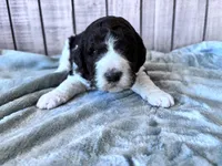 Riddle , a male Labradoodle and Poodle - Standard  for sale in Dunn, NC – 2 of 8