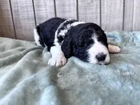 Riddle , a male Labradoodle and Poodle - Standard  for sale in Dunn, NC – 3 of 8