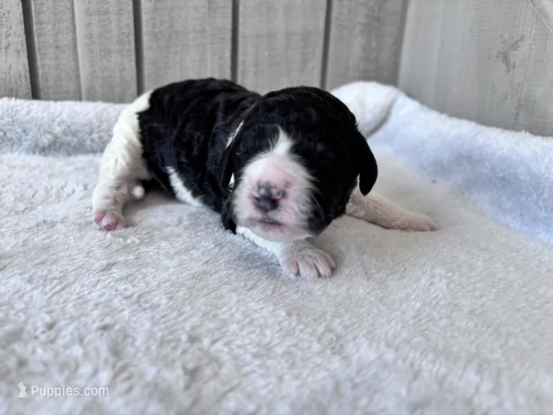 Riddle  – Labradoodle puppy for sale in Dunn, NC