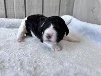 Riddle , a male Labradoodle for sale in Dunn, NC – Photo 1 of 7