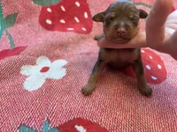 Belle , a female Miniature Pinscher for sale in Dunn, NC – 8 of 9