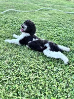 Nova  F1b /CKC , a female Labradoodle and Poodle - Standard  for sale in Dunn, NC – 3 of 8