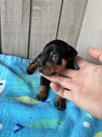 Pepper AKC , a male Miniature Pinscher for sale in Dunn, NC – 2 of 8