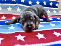 Otis , a male Miniature Pinscher for sale in Dunn, NC – 6 of 7