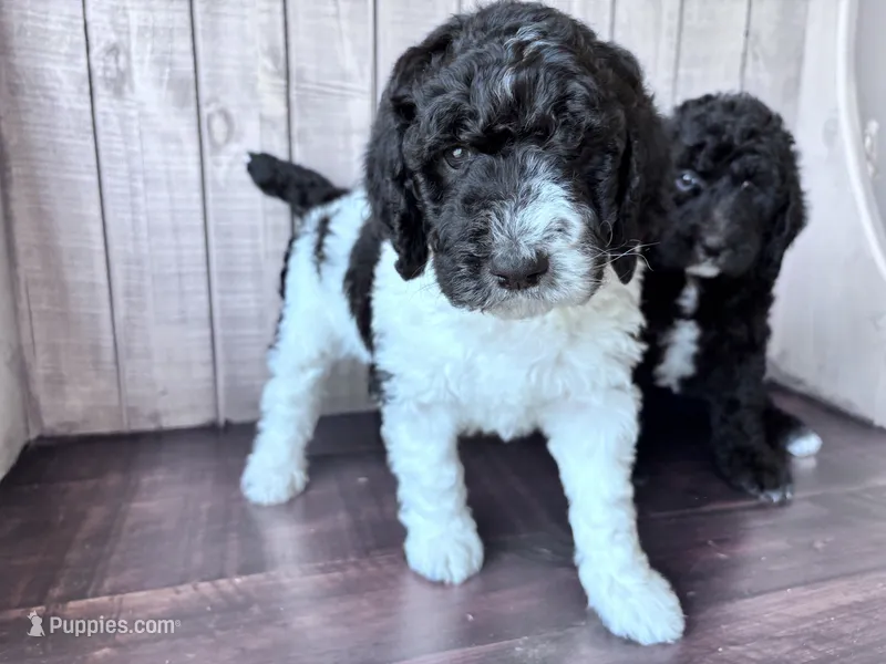 Nova  Blk/white parti F1b  – Labradoodle, Poodle - Standard  puppy for sale in Dunn, NC