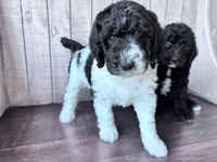 Nova  F1b /CKC , a female Labradoodle and Poodle - Standard  for sale in Dunn, NC – 1 of 9