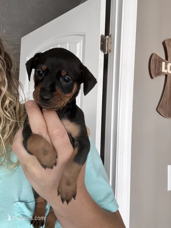 Pepper AKC  – Miniature Pinscher puppy for sale in Dunn, NC