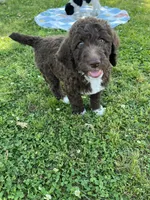 Gracie f1b/CKC , a female Labradoodle for sale in Dunn, NC – 2 of 4