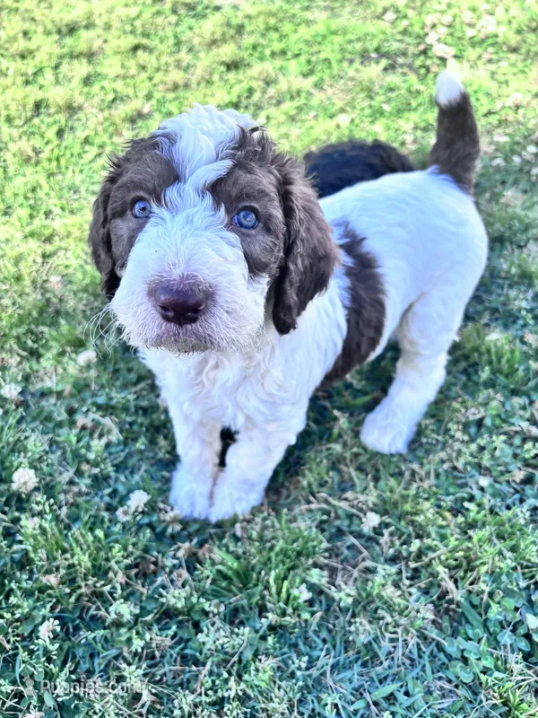 Chip Chocolate/white / CKC registered  – Labradoodle, Poodle - Standard  puppy for sale in Dunn, NC