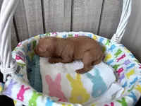 Penny AKC registered , a female Miniature Pinscher for sale in Dunn, NC – Photo 6 of 6