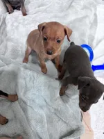 Pebbles  AKC registered , a female Miniature Pinscher for sale in Dunn, NC – 6 of 9