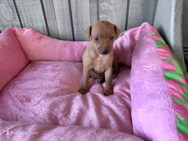 Penny AKC registered  – Miniature Pinscher puppy for sale in Dunn, NC