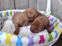 Penny AKC registered , a female Miniature Pinscher for sale in Dunn, NC – Photo 3 of 6