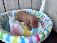 Penny AKC registered , a female Miniature Pinscher for sale in Dunn, NC – Photo 5 of 6