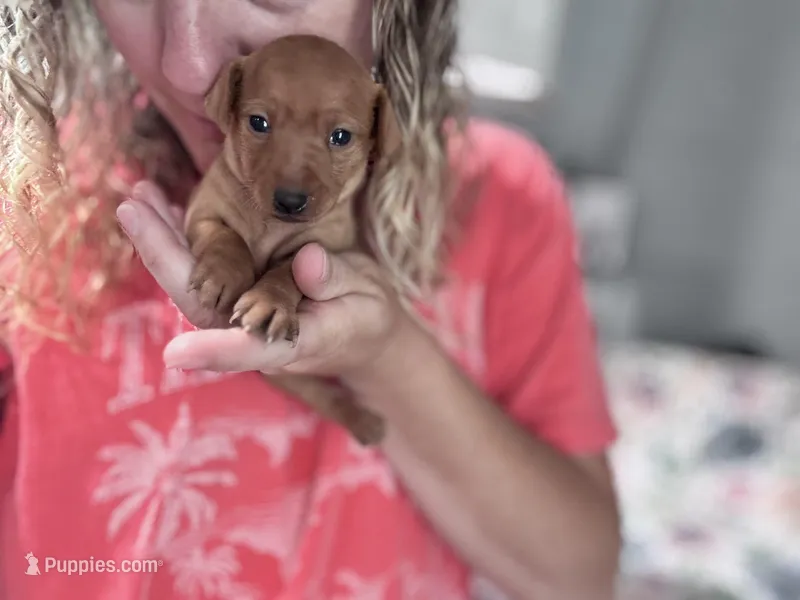 Penny AKC registered  – Miniature Pinscher puppy for sale in Dunn, NC