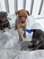 Pebbles  AKC registered , a female Miniature Pinscher for sale in Dunn, NC – 7 of 9