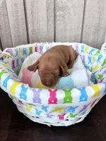 Penny AKC registered , a female Miniature Pinscher for sale in Dunn, NC – Photo 4 of 6