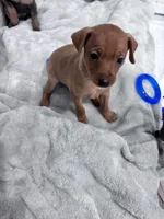 Pebbles  AKC registered , a female Miniature Pinscher for sale in Dunn, NC – 8 of 9
