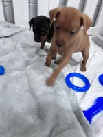 Pebbles  AKC registered , a female Miniature Pinscher for sale in Dunn, NC – 9 of 9