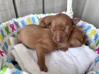 Penny AKC registered , a female Miniature Pinscher for sale in Dunn, NC – Photo 2 of 6