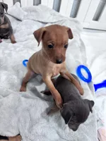 Pebbles  AKC registered , a female Miniature Pinscher for sale in Dunn, NC – 5 of 9