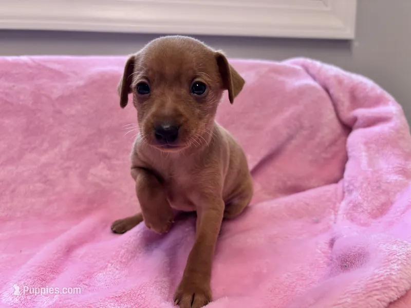 Penny AKC registered  – Miniature Pinscher puppy for sale in Dunn, NC