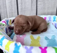 Penny AKC registered , a female Miniature Pinscher for sale in Dunn, NC – Photo 1 of 6