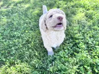 Jester f1b, a male Labradoodle and Poodle - Standard  for sale in Dunn, NC – 6 of 10